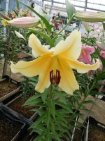 [4436 PO33 Tollo No02.JPG]